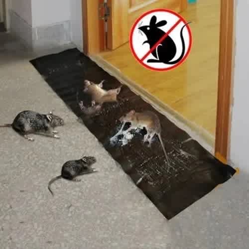 Sticky Rat & Mouse Catcher - View 2