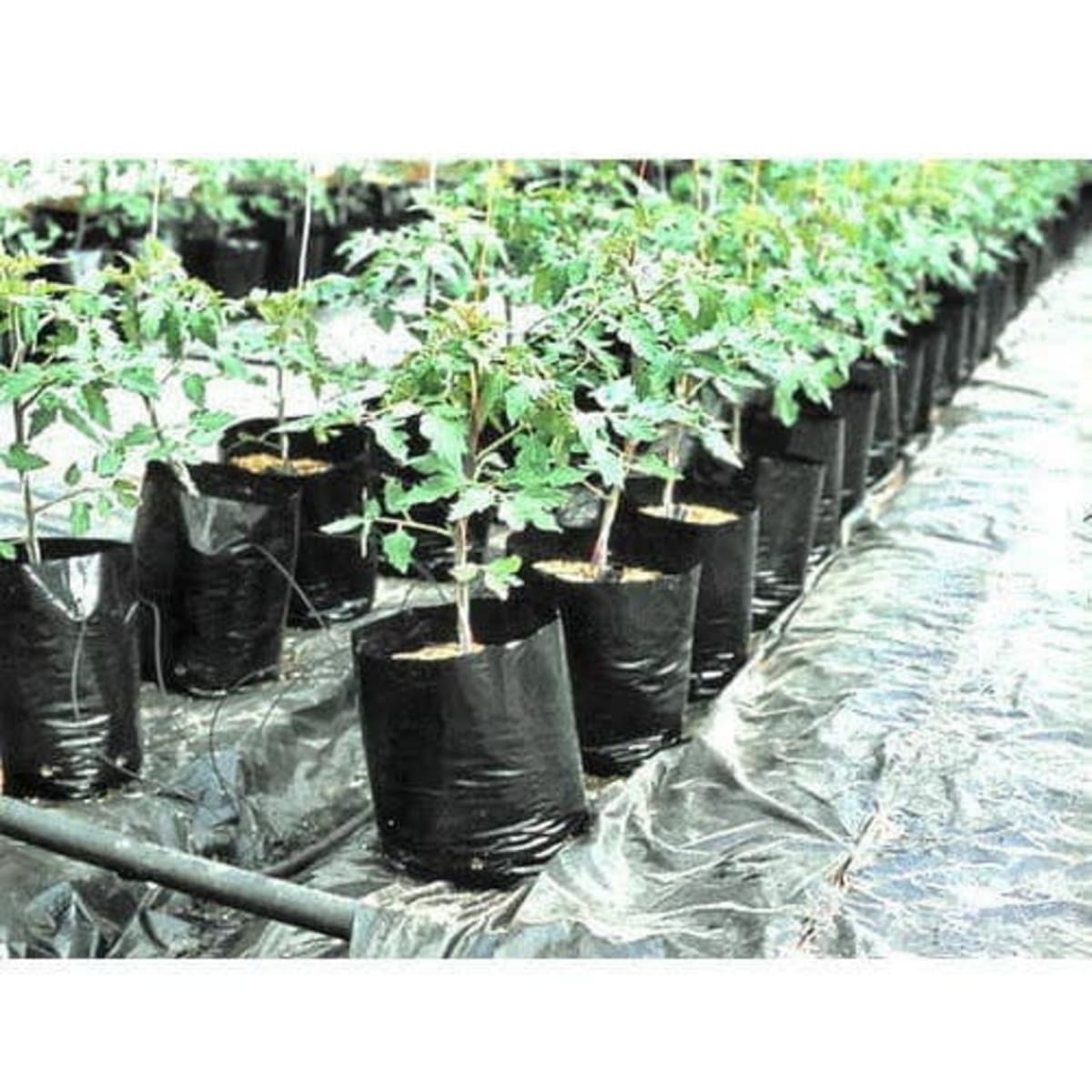 Round Green Grow Bags (18
