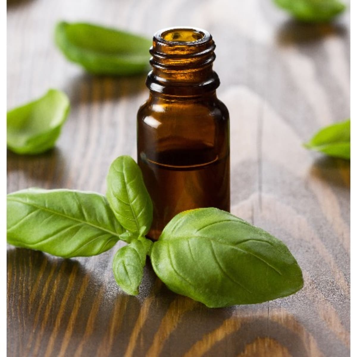 Basil discount essential oil