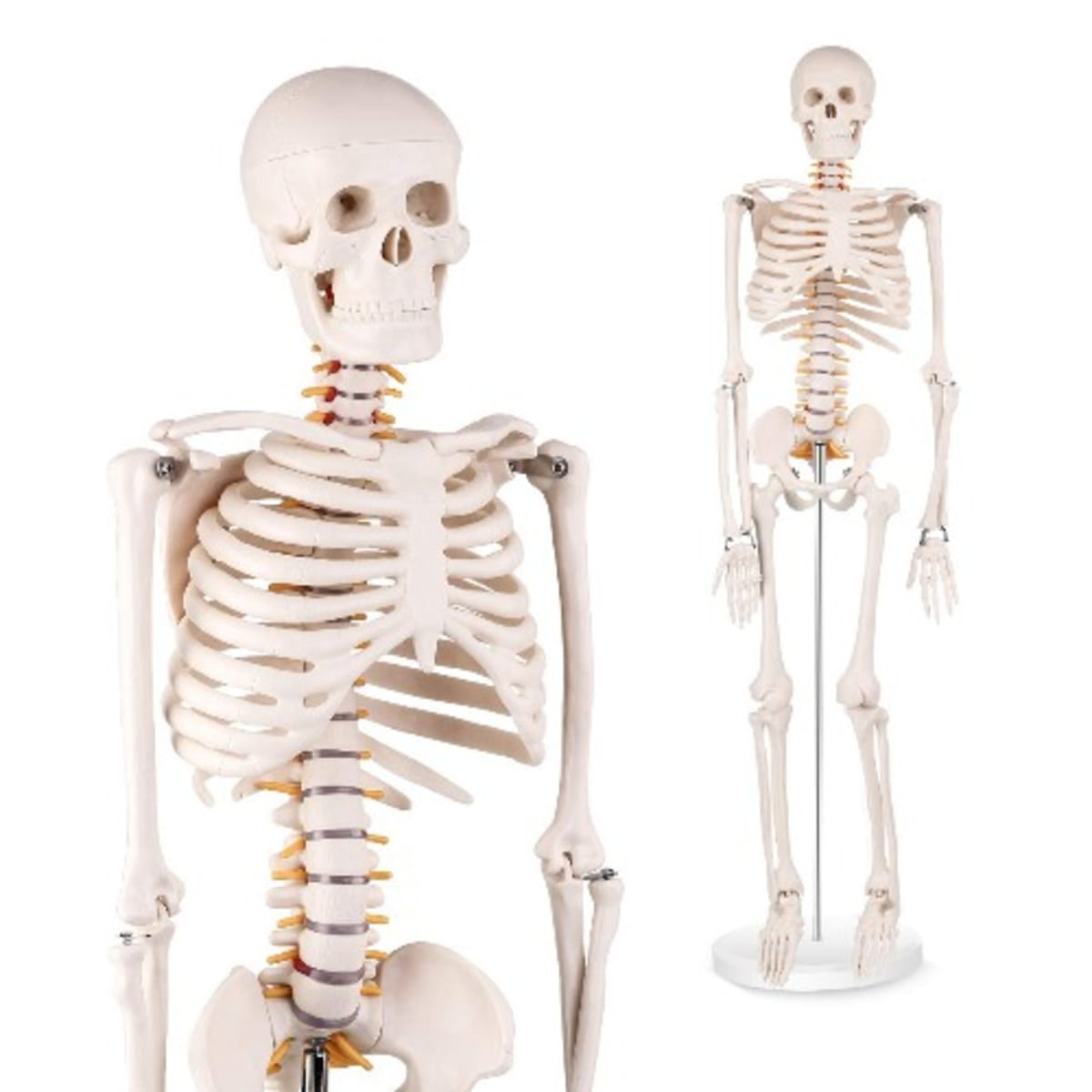 3B Scientific Adult Human Skeleton Includes 3B Smart, 46% OFF