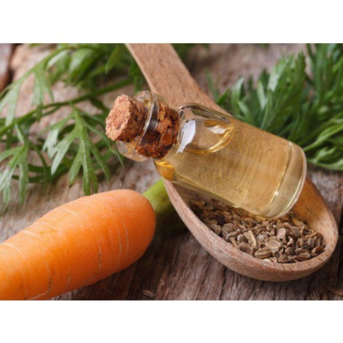 Carrot Seed Essential Oil — Wholesale Botanics
