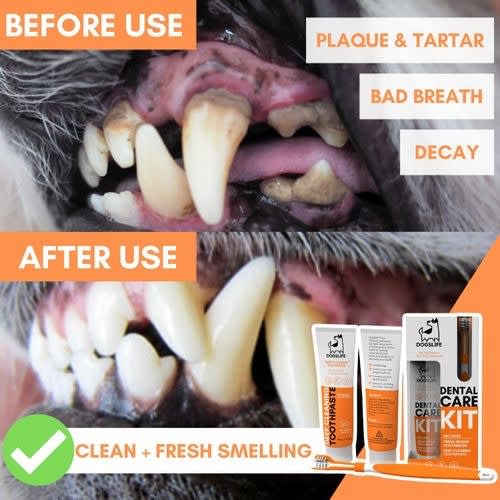 Dogslife Dental Care Kit Konga Online Shopping