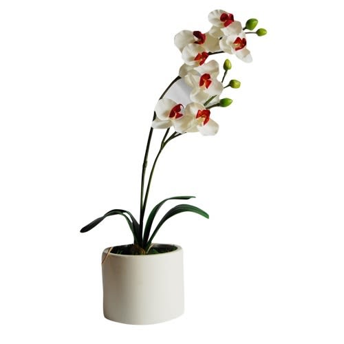 Homebase White Orchid With Red Centre In A White Vase Konga