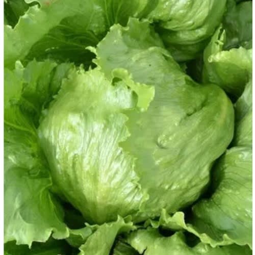 Hybrid Eden Lettuce Seeds Iceberg 100g Konga Online Shopping