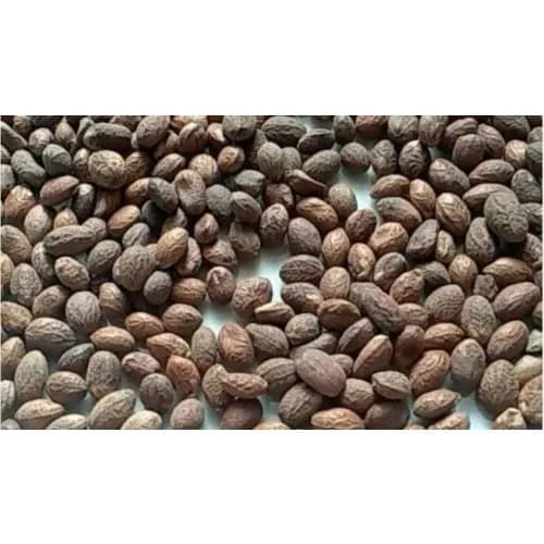 Miracle Seed Croton Seed 100g Konga Online Shopping