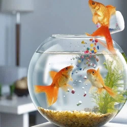 Pet best sale fish bowl